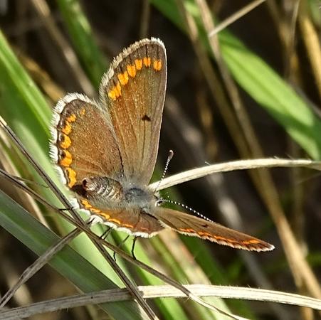 Réf. 192 227 : Aricia agestis